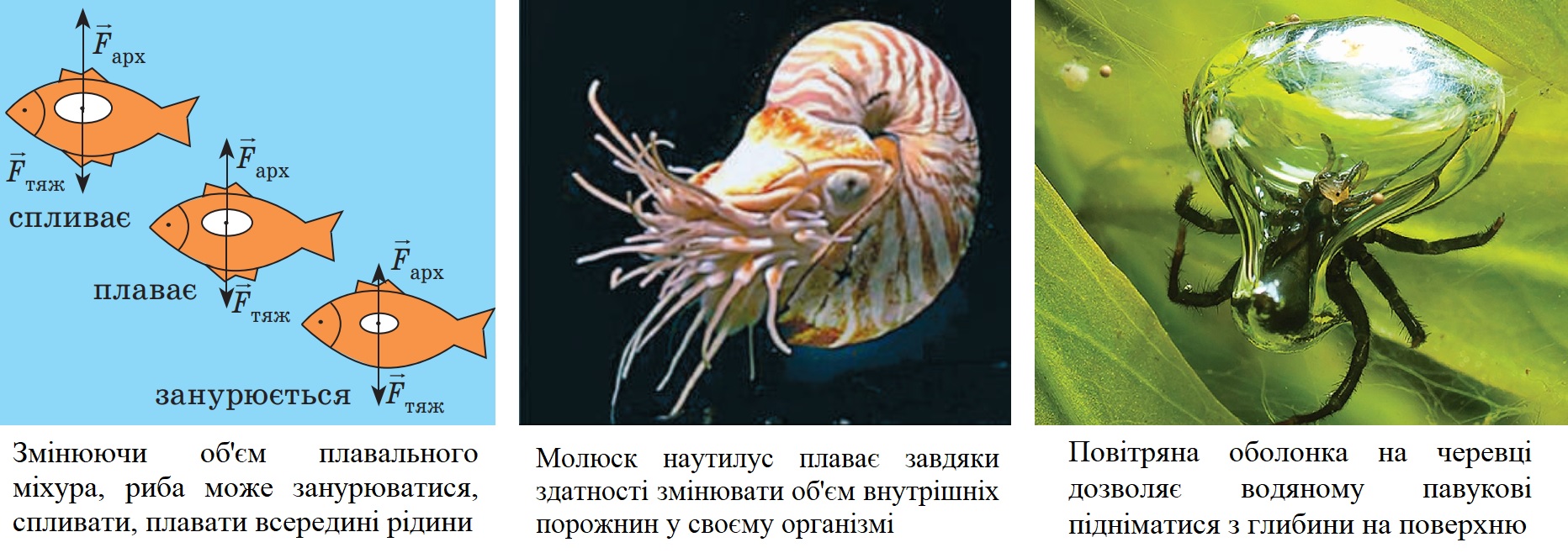 Формула сили Архімеда